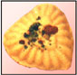 Delicious Sandesh made of saffron , kaju and pista