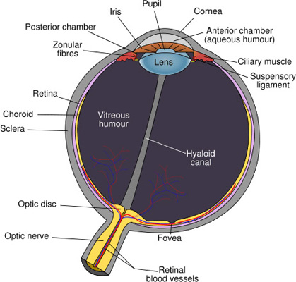 lasik