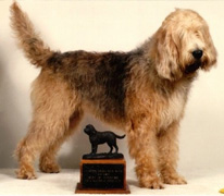 pet