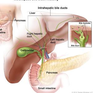 Hepato Biliary Cancer Surgeon in Phool Bagan