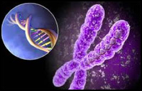 Cytogenetics