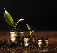 Mutual Fund