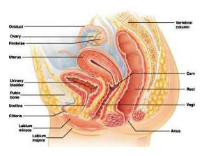 ovarian cysts