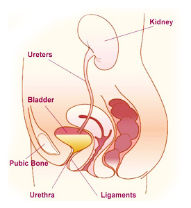 urinary